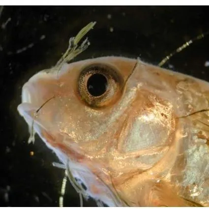 thumbnail for publication: Lernaea (Anchorworm) Infestations in Fish